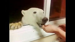 Urso polar comendo bolacha na R&uacute_ssia Thumb