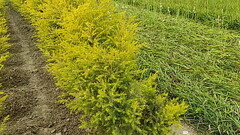 Flowers garden pissing Thumb